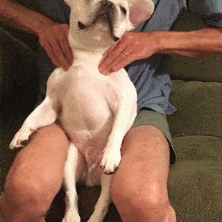 動物,犬,猫,しつけ,飼い方,育て方,病気,健康