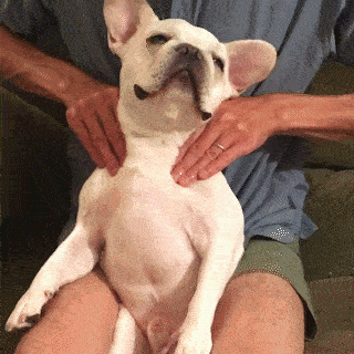 動物,犬,猫,しつけ,飼い方,育て方,病気,健康