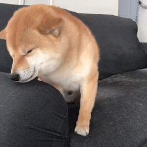 動物,犬,猫,しつけ,飼い方,育て方,病気,健康