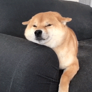 動物,犬,猫,しつけ,飼い方,育て方,病気,健康
