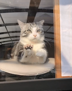 動物,犬,猫,しつけ,飼い方,育て方,病気,健康