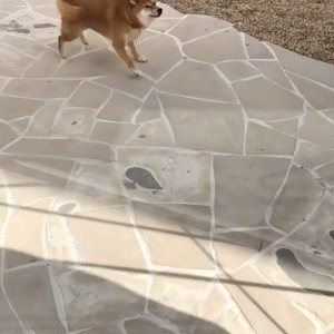 動物,犬,猫,しつけ,飼い方,育て方,病気,健康