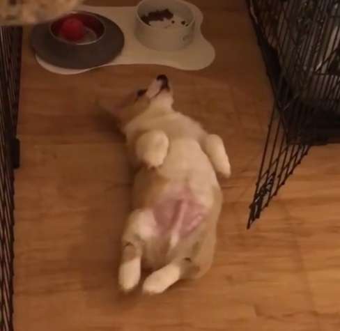 動物,犬,猫,しつけ,飼い方,育て方,病気,健康