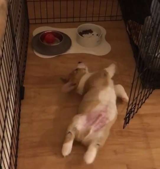 動物,犬,猫,しつけ,飼い方,育て方,病気,健康