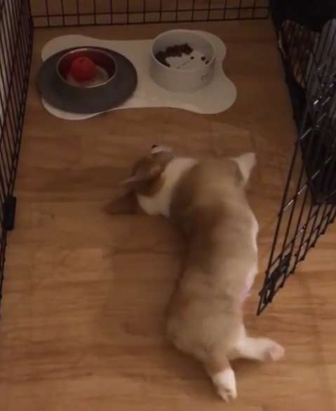 動物,犬,猫,しつけ,飼い方,育て方,病気,健康