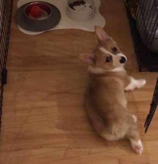 動物,犬,猫,しつけ,飼い方,育て方,病気,健康