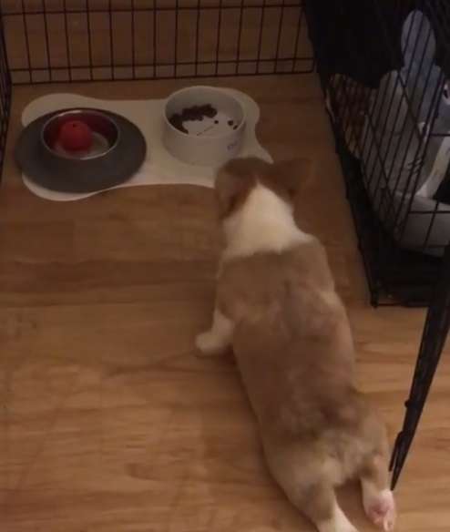 動物,犬,猫,しつけ,飼い方,育て方,病気,健康