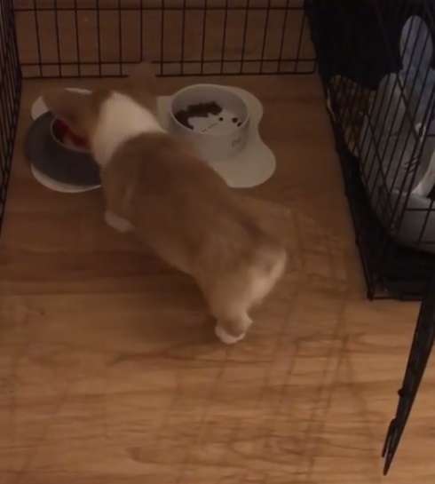 動物,犬,猫,しつけ,飼い方,育て方,病気,健康
