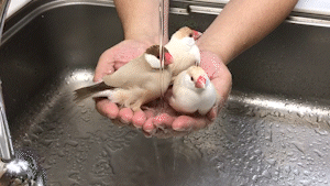 動物,犬,猫,しつけ,飼い方,育て方,病気,健康