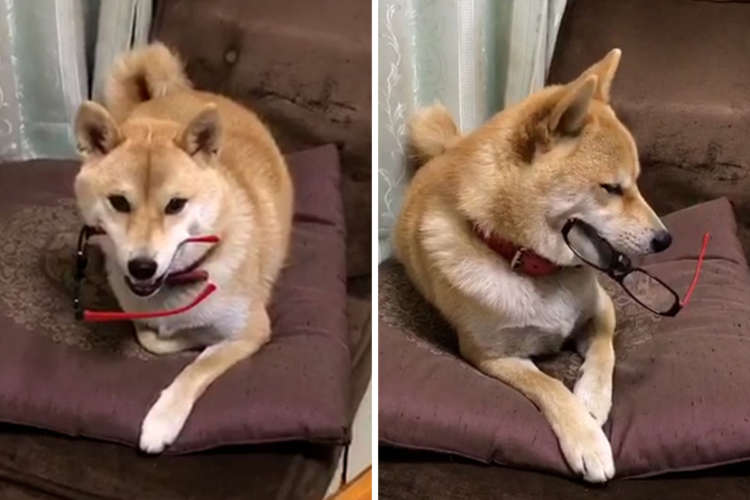 【現行犯です!】飼い主さんのメガネを盗んだことがバレた! その時取ったワンコの行動が可愛すぎた♡