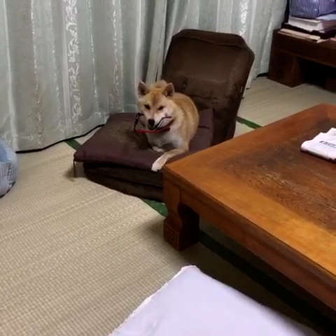 動物,犬,猫,しつけ,飼い方,育て方,病気,健康