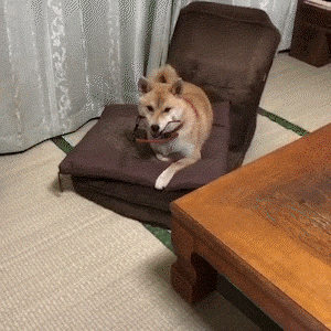 動物,犬,猫,しつけ,飼い方,育て方,病気,健康