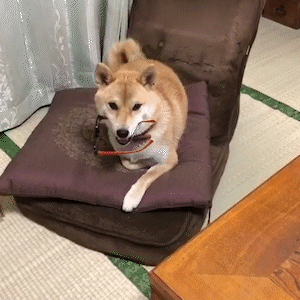 動物,犬,猫,しつけ,飼い方,育て方,病気,健康