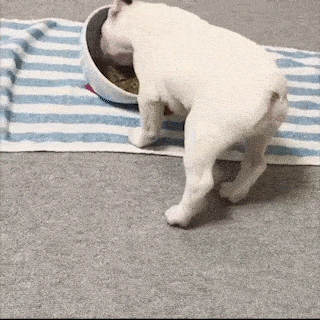 動物,犬,猫,しつけ,飼い方,育て方,病気,健康