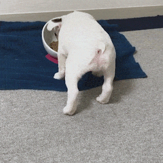 動物,犬,猫,しつけ,飼い方,育て方,病気,健康