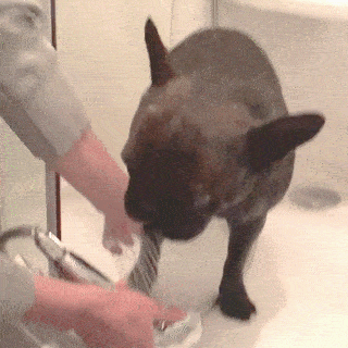動物,犬,猫,しつけ,飼い方,育て方,病気,健康