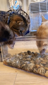 動物,犬,猫,しつけ,飼い方,育て方,病気,健康