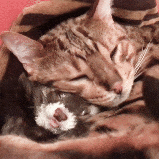 動物,犬,猫,しつけ,飼い方,育て方,病気,健康