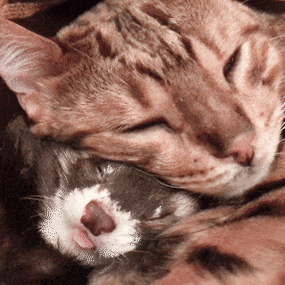 動物,犬,猫,しつけ,飼い方,育て方,病気,健康