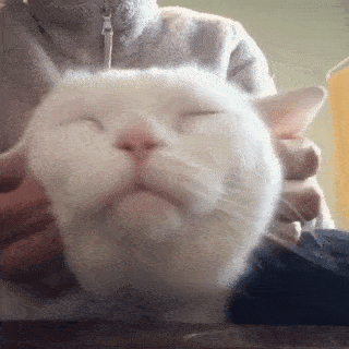 飼い主さんのフェイスマッサージに 骨抜きになったニャンコ お顔がトロトロになっていく Peco ペコ