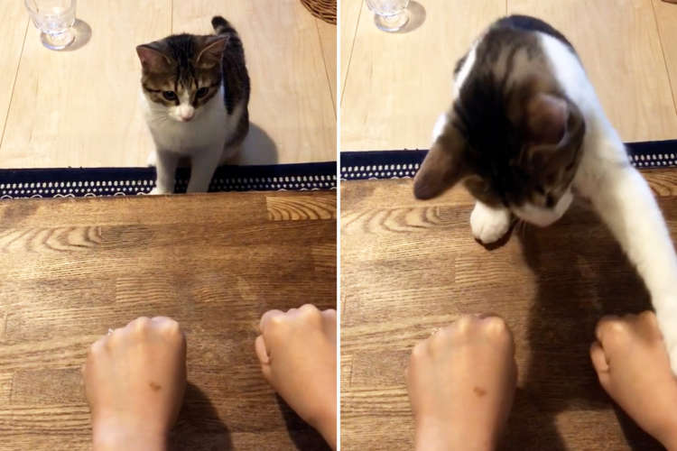 【どっちの手に入っている?】飼い主さんと遊ぶニャンコ。きちんとルールを把握していてすごかった…!