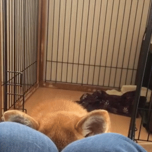 動物,犬,猫,しつけ,飼い方,育て方,病気,健康
