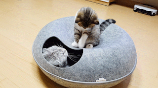 動物,犬,猫,しつけ,飼い方,育て方,病気,健康