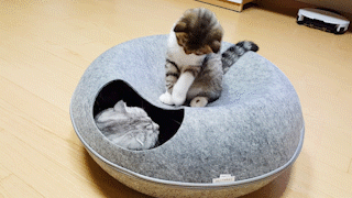 動物,犬,猫,しつけ,飼い方,育て方,病気,健康