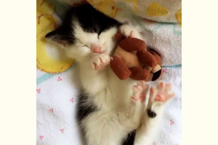 【肉球見放題♪】へそ天で眠る子猫ちゃん。プニプニな肉球から目が離せない…(゚∀゚)