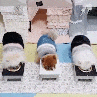 動物,犬,猫,しつけ,飼い方,育て方,病気,健康