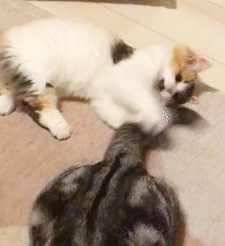 動物,犬,猫,しつけ,飼い方,育て方,病気,健康