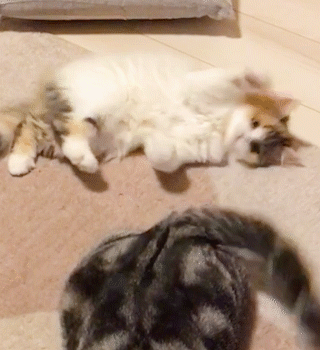 動物,犬,猫,しつけ,飼い方,育て方,病気,健康