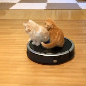 動物,犬,猫,しつけ,飼い方,育て方,病気,健康