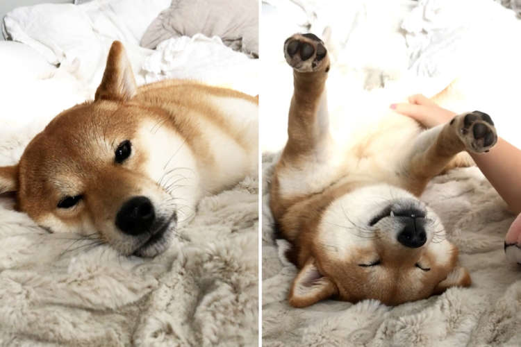 幸せがダダ漏れ 仰向けになりナデナデを催促するワンコ この後更にとろける出来事が待っていた Peco ペコ