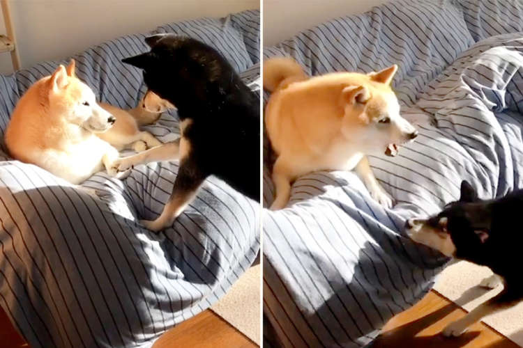 お昼寝中でもお構いなし! 遊んで欲しいワンコと寝たいワンコの攻防戦に笑みがこぼれる( *´艸`)