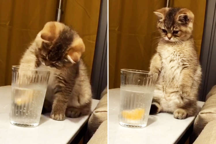 初めての炭酸水に興味津々な子猫。予想外の感触に驚く様子が微笑ましい( *´艸`)