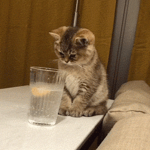 動物,犬,猫,しつけ,飼い方,育て方,病気,健康