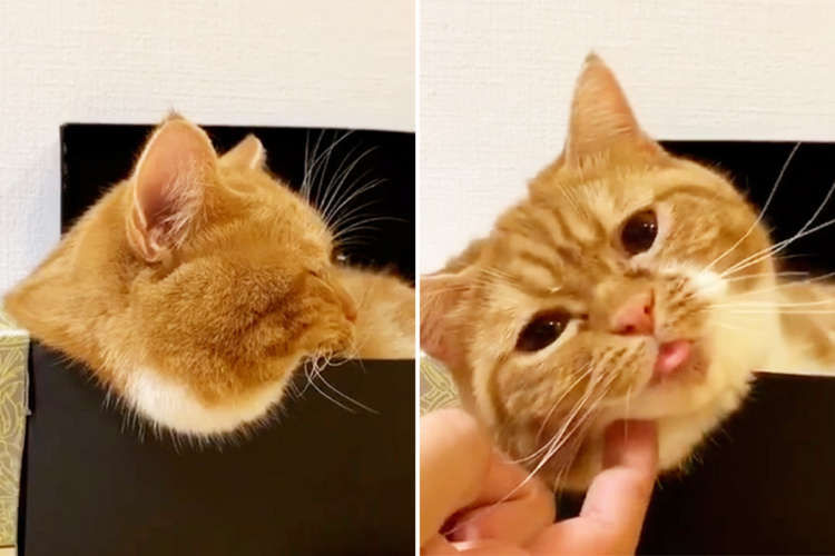 【“面白い”と“可愛い”のハーフ & ハーフ】驚いて振り向いたニャンコの表情の虜にハマった♡