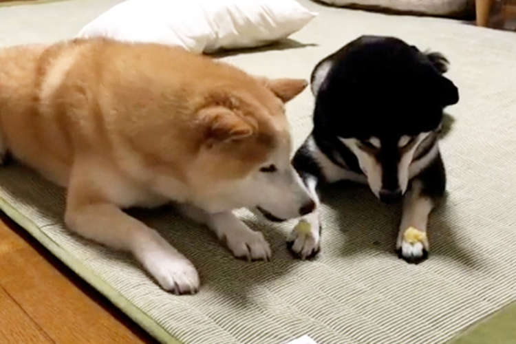 自分のおやつを食べ終わると隣のワンコの分を…。コントのような結末に笑いがこみ上げる( *´艸`)