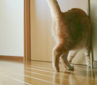 動物,犬,猫,しつけ,飼い方,育て方,病気,健康