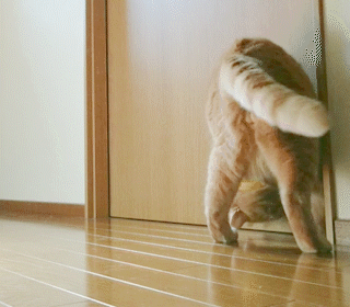 動物,犬,猫,しつけ,飼い方,育て方,病気,健康