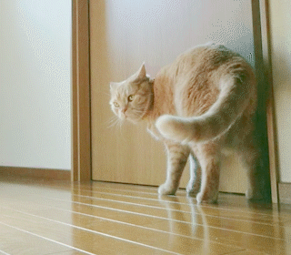 動物,犬,猫,しつけ,飼い方,育て方,病気,健康