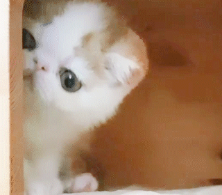 動物,犬,猫,しつけ,飼い方,育て方,病気,健康