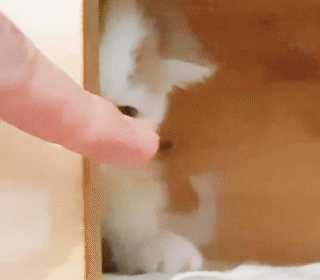 動物,犬,猫,しつけ,飼い方,育て方,病気,健康