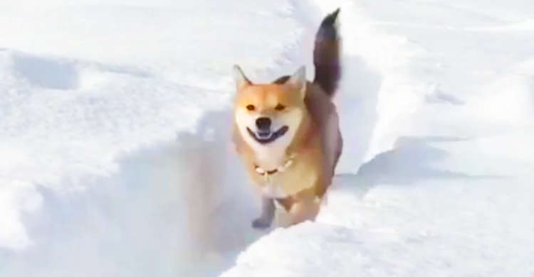 銀世界にパパが作ってくれた一本道!! 柴犬ちゃんの爆走ぶりが気持ちいい♪
