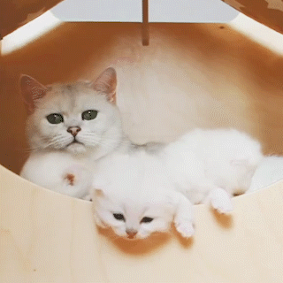 動物,犬,猫,しつけ,飼い方,育て方,病気,健康