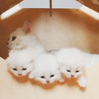 動物,犬,猫,しつけ,飼い方,育て方,病気,健康