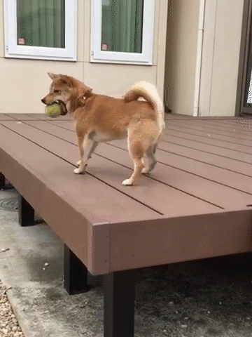 動物,犬,猫,しつけ,飼い方,育て方,病気,健康