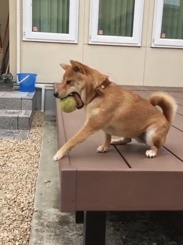 動物,犬,猫,しつけ,飼い方,育て方,病気,健康