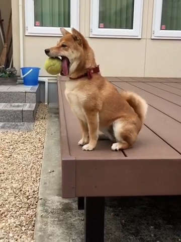 動物,犬,猫,しつけ,飼い方,育て方,病気,健康